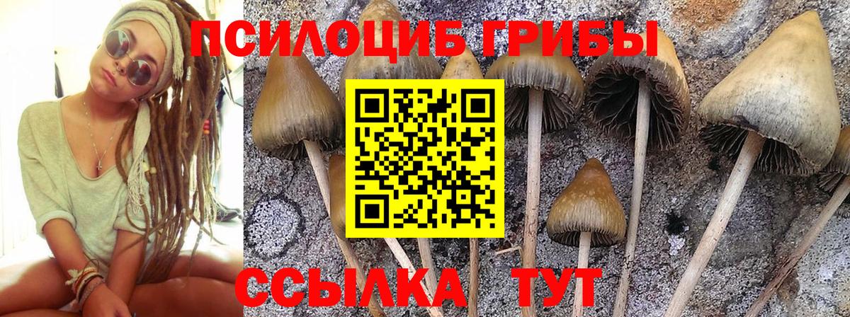 Обь  Псилоцибиновые грибы мухоморы  Вход с VPN 